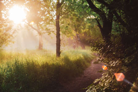 Scenic sunny natural green background. Lens flare on beautiful leaves. Amazing morning landscape of nature with sunbeams. Rich greenery in sunny day with copy space. Scenery of vegetation in sunlight.の写真素材