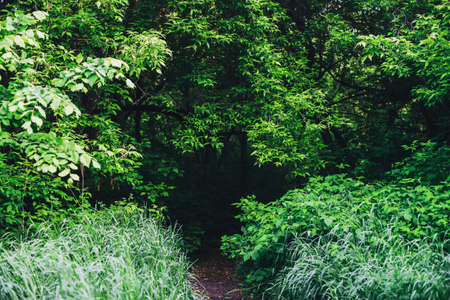 Scenic natural green background of lush thickets in sunlight. Beautiful bushes with colorful leaves close-up. Vivid backdrop of rich greenery in sunny day with copy space. Trail in forest. Way in parkの写真素材
