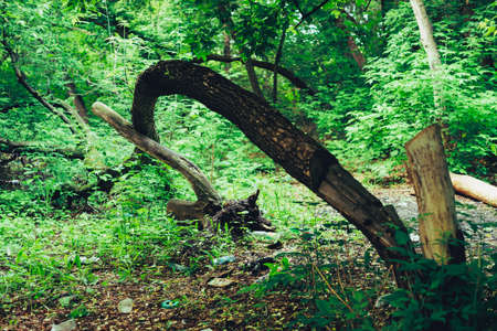 Garbage pile in forest among plants. Toxic plastic into nature everywhere. Rubbish heap in park...