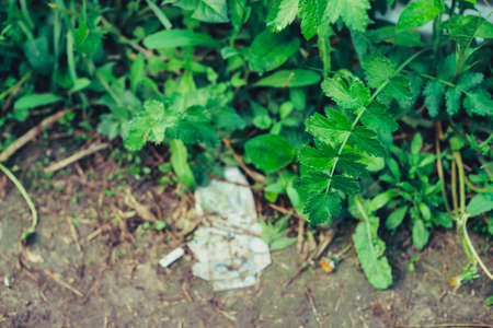 Cellophane pack of cigarettes in grass. Garbage among plants. Toxic plastic into nature. Rubbish in...