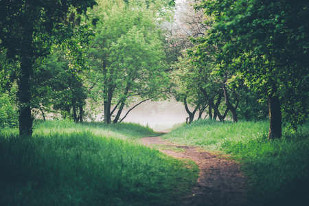 Atmospheric landscape with beautiful lush green foliage. Footpath under trees in park in early morning in mist. Pathway among green grass and leafage in faded tones. Toned green background of nature.の写真素材