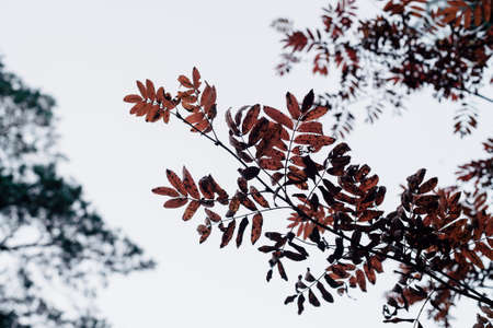 Wild rowan branches in autumn forest on sky background with bokeh of vegetation. Orange red leaves in backlight close-up. Autumn woodland backdrop with rich flora. Fall red yellow rowan leaves.の写真素材