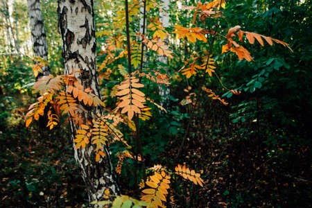 Wild rowan branches near birch in autumn forest on rich flora background. Fall orange leaves close-up. Autumn woodland backdrop with colorful vegetation. Rowan fall yellow leaves in woods.の写真素材