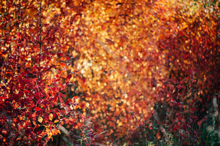 Vivid red leaves of hawthorn on autumn bokeh background. Beautiful shrub of crataegus on fall hedge texture in sunrise. Rich flora in sunset. Colorful foliage in golden hour. Scenic natural backdrop.の写真素材
