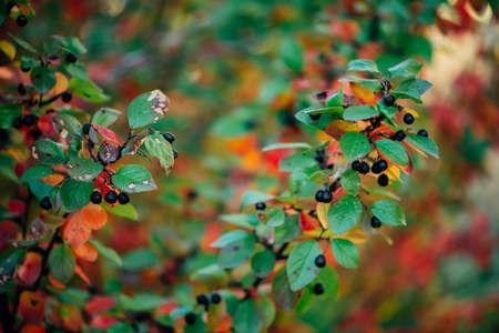 Berry on cotoneaster branch on fall bokeh background. Bearberry shrub with autumn leaves close-up. Fall multicolor leaves of green red yellow orange colors. Autumn backdrop with colorful rich flora.の写真素材