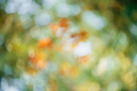Blurred texture of lush variegated foliage. Defocused nature autumn background in sunset. Blurry natural fall backdrop in sunrise. Multicolor bokeh. Green yellow orange autumn palette in sunny light.の写真素材