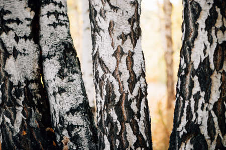 Four birches trunks in sunlight close-up. White nature background. Birches in sunset. Trees in sunrise. Textured backdrop. Detailed natural texture of birch trees stem. Abstract background. Sunny day.の写真素材
