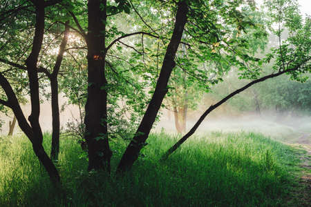 Scenic sunny green landscape of sunrise. Mist among trees on meadow in park in early morning. Colorful scenery. Green grass on glade. Sunbeams and lens flare. Bright sun through lush foliage on sunsetの写真素材
