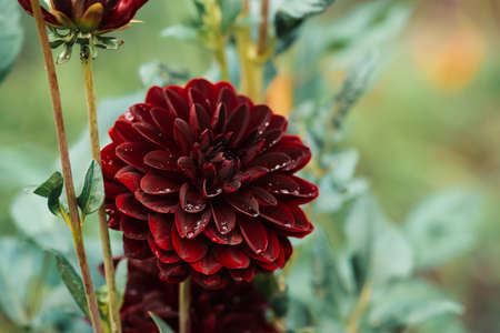 Beautiful burgundy dahlia close-up. Wonderful blooming maroon flower in macro on natural grass backdrop. Amazing blossoming dark red dahlia on green background.の写真素材