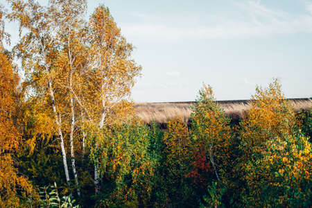 Autumn landscape of birch grove. Multicolor leaves on birches. Scenic fall foliage on trees. Yellow orange leafage. Beautiful golden autumn in Altai. Colorful fall forest. Picturesque scenery.の写真素材
