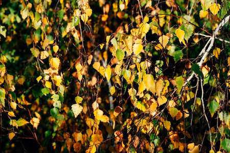 Autumn leaves of birch tree close-up. Fall natural background of yellow orange green foliage. Scenic...