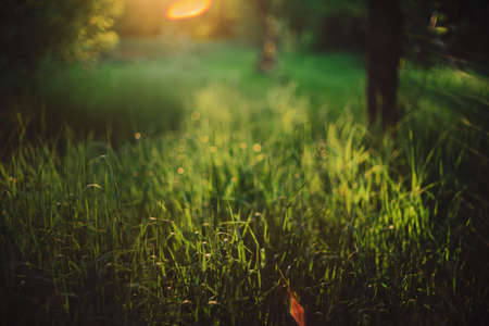 Blurry abstract scenic natural green background. Blurred green grass in sunny day with copy space. Lens flare on beautiful grass. Morning nature in sunlight. Defocused backdrop with sunbeams.の写真素材