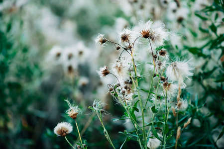 Overblown buds of cirsium heterophyllum. Blooming thistle on green bokeh background. Scenic backdrop with weed greenery. White fluffy seeds of sow thistle in macro. Sonchus oleraceus close-up.の写真素材