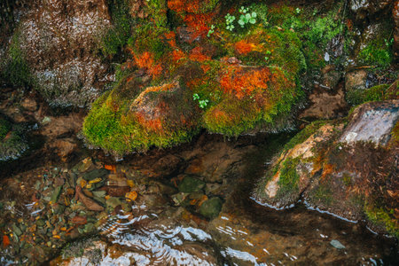 Scenic nature background with beautiful mossy boulders and rich vegetation near clear spring water close-up. Natural backdrop with stones and wild flora near transparent water of mountain small river.の写真素材