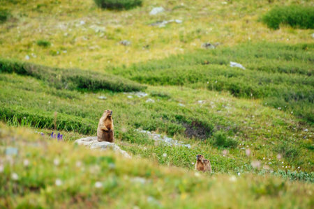 Marmot female with cubs on green mountain meadow. Several mammals on highland landscape. Scene with furry animals in green glade. Cute young rodents. Marmot family close-up. Three funny animals.の写真素材