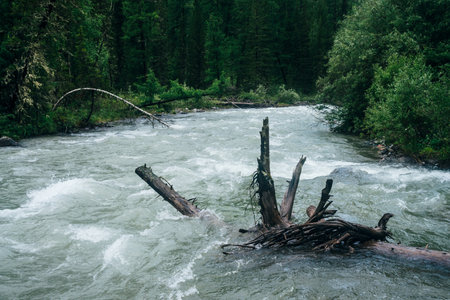 Atmospheric woodland landscape with mountain creek in dark forest. Rotten tree root in mountain river. Beautiful taiga scenery with wild river. Tree trunk floats in highland brook in woody wilderness.の写真素材
