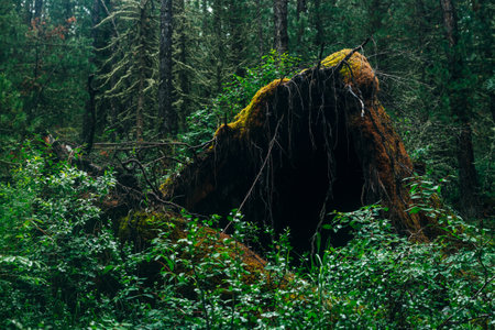 Big fallen tree root covered with thick moss in taiga wilderness among fresh greenery. Atmospheric landscape of terrible place in wild dark forest. Virgin flora of woods. Mystery woodland atmosphere.の写真素材