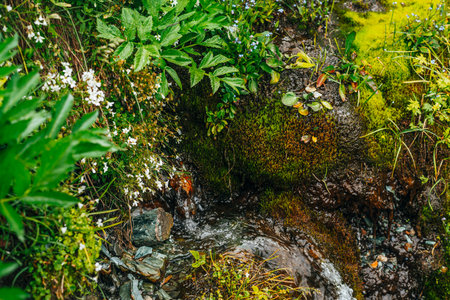 Scenic background with clear spring water stream among thick moss and lush vegetation. Mountain...