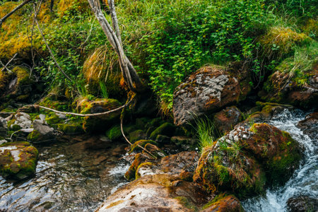 Scenic landscape to beautiful greenery and plant roots on mossy boulders near small river. Rich vegetation on stones with mosses near spring water. Forest scenery with wild flora near mountain creek.の写真素材