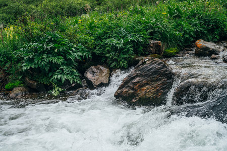 Beautiful landscape with big stones in water riffle of mountain river. Powerful water stream among boulders in mountain creek with rapids. Fast flow among rocks in highland brook. Small river close-upの写真素材