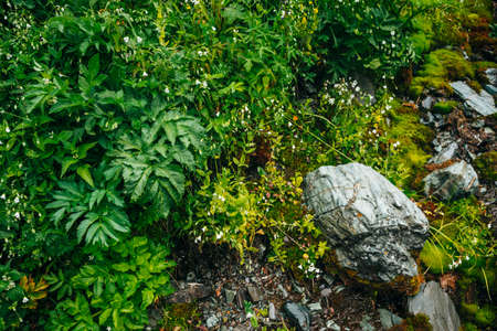 Scenic nature background with lush vegetation of mountains. Mossy slope with fresh greenery and many...