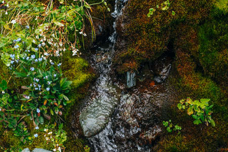 Scenic background with clear spring water stream among thick moss and lush vegetation. Mountain creek on mossy slope with fresh greenery and many small flowers. Colorful backdrop of rich alpine flora.の写真素材