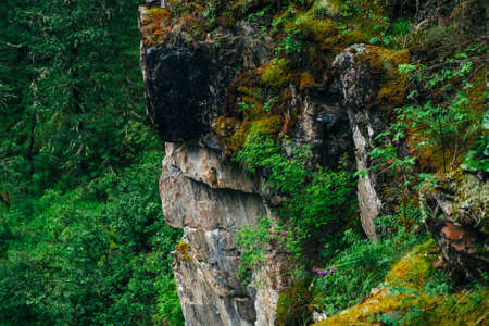 Beautiful mystery taiga with rich flora on high mossy cliff. Big rocky wall with thick moss among fresh greenery in woodland. Big rocks with moss. Atmospheric green forest landscape to highland woods.の写真素材