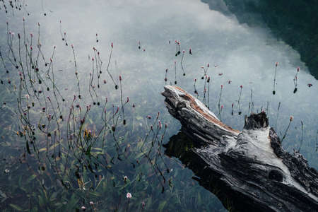 Rotten fallen tree trunk floats in calm water among rich flora. Beautiful driftwood log in water among lush vegetations. Nature background with wooden log, flowers and grasses in mountain lake closeupの写真素材