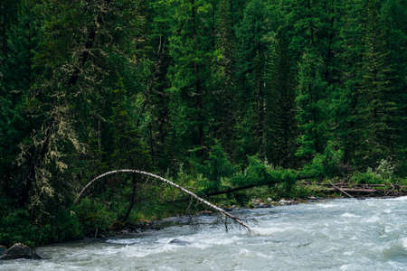 Atmospheric woodland landscape with mountain creek in dark forest. Beautiful mystery taiga scenery...
