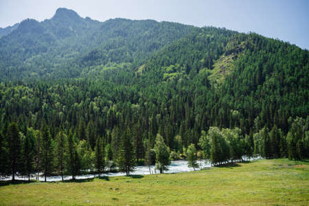 Wonderful atmospheric alpine landscape to giant mountains with conifer forest above green glade and...