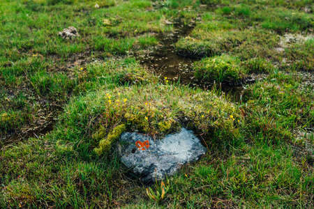 Stone with orange lichen of heart shape among wild flora of highlands. Scenic nature background with alpine lush greenery. Vivid green grasses closeup in mountains. Natural backdrop of mountain flora.の写真素材