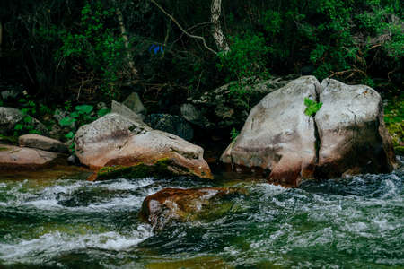 Scenic landscape with beautiful mountain creek with green water among lush thickets in forest....