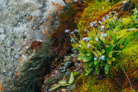 Many small blue flowers of myosotis on mossy stones. Scenic nature with thick moss and lush...