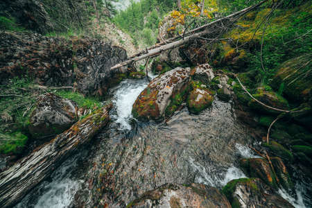 Scenic landscape to wild beautiful flora on small river in woods on mountainside. Mossy fallen tree...