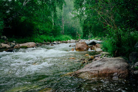 Scenic landscape with beautiful mountain creek with green water among lush thickets in forest....