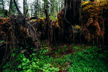 Big fallen tree root covered with thick moss in taiga wilderness among fresh greenery. Atmospheric...