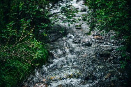 Beautiful mountain creek among lush thickets in forest. Rich flora on bokeh background of mountain creek. Shine of water stream in bokeh. Atmospheric nature background with small river among greenery.の写真素材