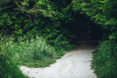 Tunnel in beautiful bushes close-up. Scenic nature green background of thicket. Landscape with trail...