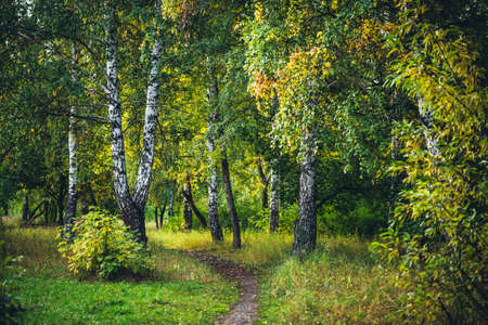 Scenic autumn forest landscape in golden morning light. Beautiful trees with orange foliage in sunny...