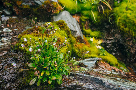Many small blue flowers of myosotis on mossy stones. Scenic nature with thick moss and lush vegetation of mountains. Fresh greenery with droplets. Wet plants with drops. Rich alpine flora close-up.の写真素材