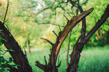 Broken trunk of dry tree on green bokeh background with copy space. Cracked branches and rotten trunk of tree close-up. Harm caused to nature. Dead tree in park among greenery. Natural backdrop.の写真素材