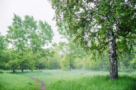 Scenic landscape with nice tree in summer forest in light haze. Misty green scenery with beautiful birch in park in soft light. Wonderful nature view with tree close-up in early morning. Mist on grassの写真素材