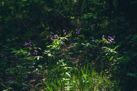 Many purple flowering Lathyrus Vernus close-up. Blooming beautiful small violet florets on green flora forest background. Pleasant blossoming little lilac flowers of vetchling among lush greenery.の写真素材