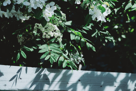 Beautiful branches of flowering rowan and apple tree nearby behind blue wooden fence in sunny day. Scenic rustic green background with blooming white flowers closeup. Rich vegetations in spring time.の写真素材