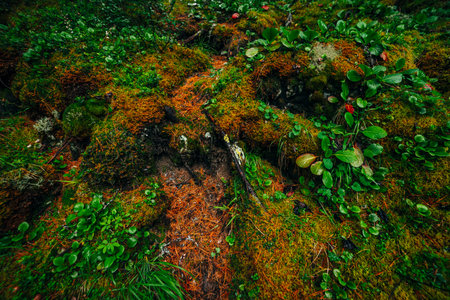 Beautiful taiga background with rich flora on mossy slope. Green red leaves of bergenia crassifolia among thick moss on mountainside. Atmospheric green forest backdrop with fresh greenery.の写真素材