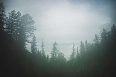 Blurry view to conifer forest inside low cloud. Dense fog among silhouettes of coniferous trees. Dark forest in haze. Ghostly atmospheric mountain landscape in foggy woodland. Hipster, vintage tones.の写真素材