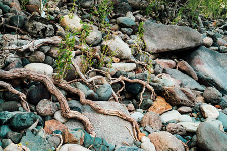 Small green sprouts of tree grows from roots. Nature sunny background of beautiful roots of deciduous tree on stony shore. Tree grows on of pile stones. Vitality plants. Snags on boulders in sunlight.の写真素材