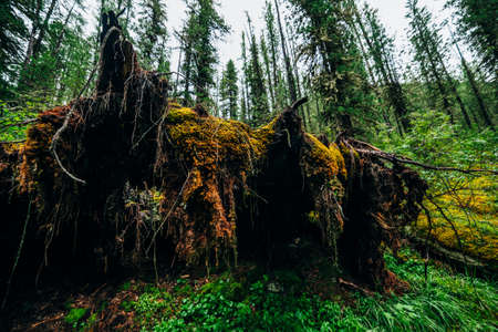 Big fallen tree root covered with thick moss in taiga wilderness among fresh greenery. Atmospheric background of beautiful place in wild forest. Virgin flora of woods. Mystery woodland atmosphere.の写真素材