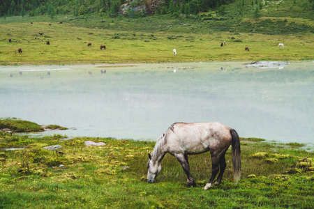 Gray horse grazes in meadow near river in mountain valley. White horse on grassland near mountain lake. Herd on opposite river bank. Many horses on far shore of lake. Beautiful landscape with horses.の写真素材