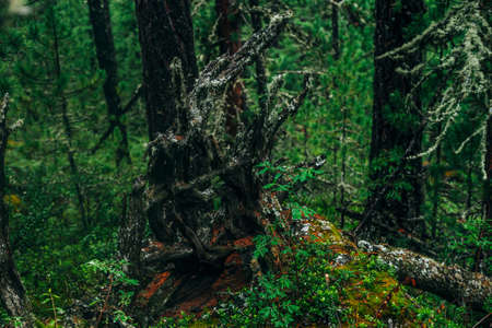 Big fallen tree root covered with thick moss in taiga wilderness among fresh greenery. Atmospheric landscape of terrible place in wild dark forest. Virgin flora of woods. Mystery woodland atmosphere.の写真素材